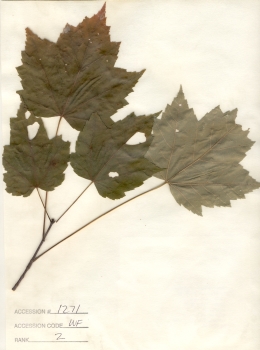 primary herbarium image