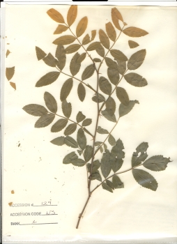 primary herbarium image