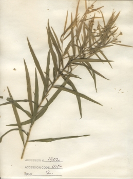 primary herbarium image