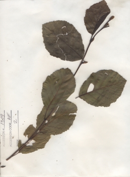 primary herbarium image