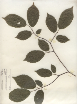 primary herbarium image