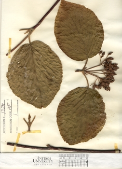 primary herbarium image