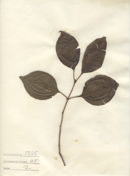 primary herbarium image