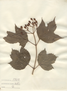 primary herbarium image