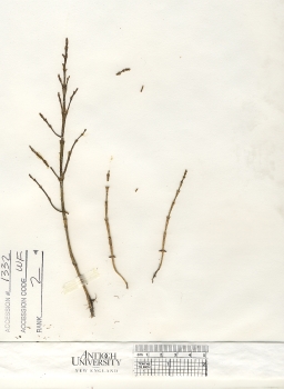 primary herbarium image