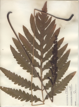 primary herbarium image