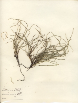 primary herbarium image