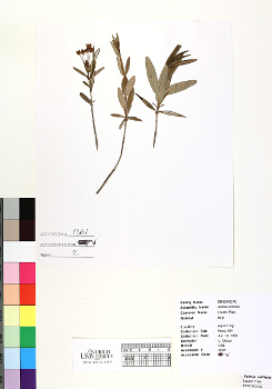primary herbarium image