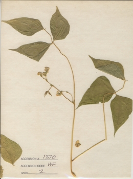 primary herbarium image