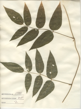primary herbarium image
