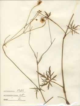 primary herbarium image