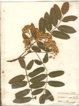 primary herbarium image