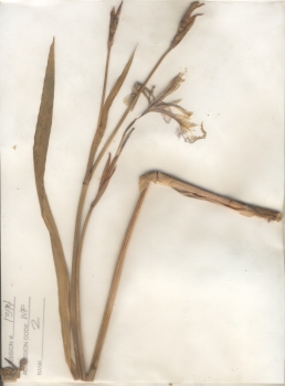 primary herbarium image