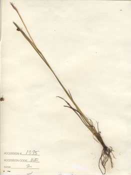 primary herbarium image