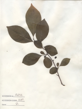 primary herbarium image