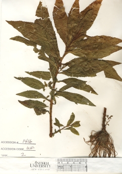 primary herbarium image