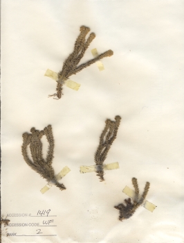primary herbarium image