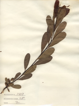primary herbarium image