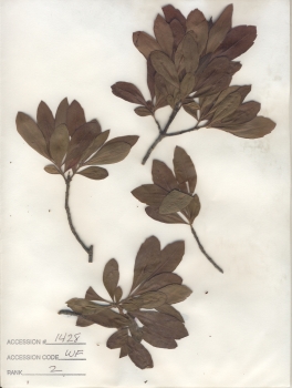 primary herbarium image