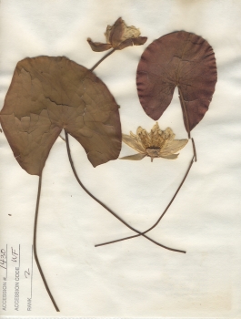 primary herbarium image