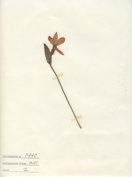 primary herbarium image