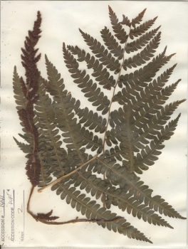 primary herbarium image