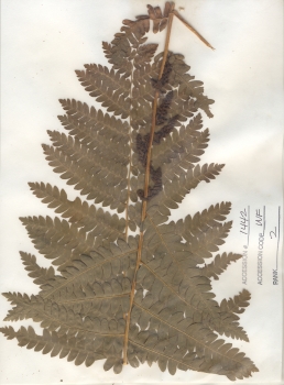 primary herbarium image
