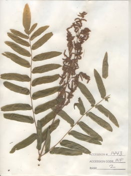 primary herbarium image