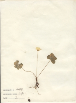 primary herbarium image