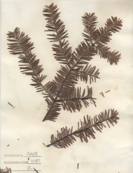 primary herbarium image