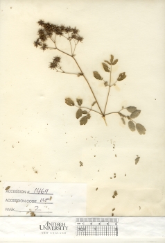 primary herbarium image