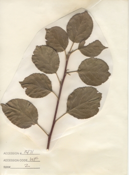 primary herbarium image