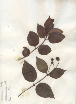primary herbarium image