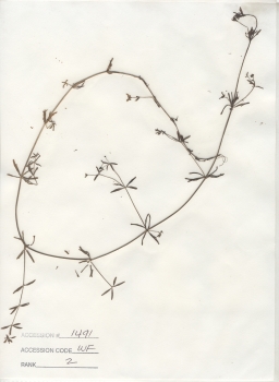 primary herbarium image