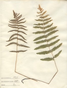 primary herbarium image