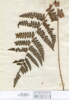 primary herbarium image
