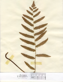 primary herbarium image