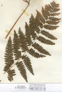 primary herbarium image