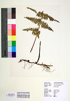 primary herbarium image
