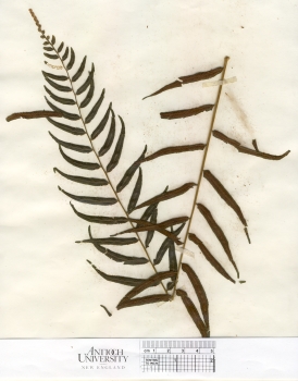 primary herbarium image
