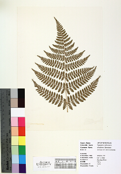 primary herbarium image