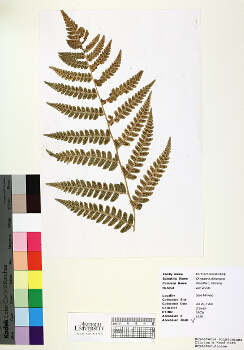 primary herbarium image