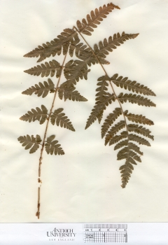 primary herbarium image