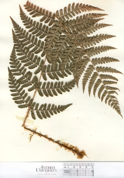 primary herbarium image
