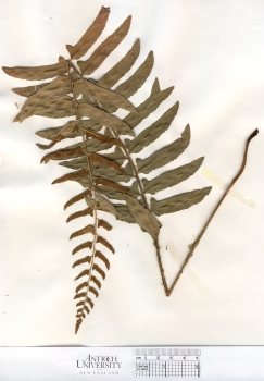 primary herbarium image