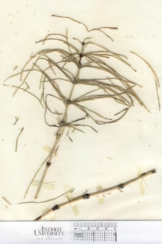 primary herbarium image