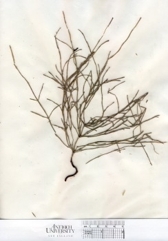 primary herbarium image