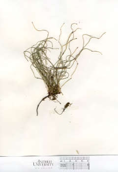 primary herbarium image