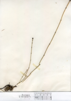 primary herbarium image