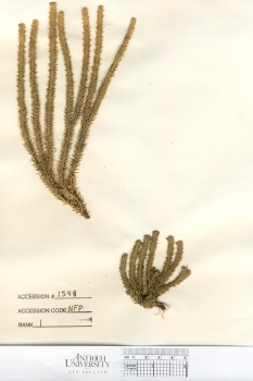 primary herbarium image